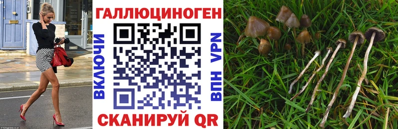 Псилоцибиновые грибы Cubensis  Курчатов 